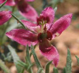 Prairie Sandbur, Krameria lanceolata (11)