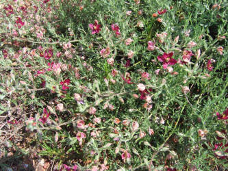 Prairie Sandbur, Krameria lanceolata (3)