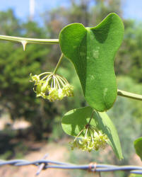 Saw Greenbrier, Smilex bona-nox (6)