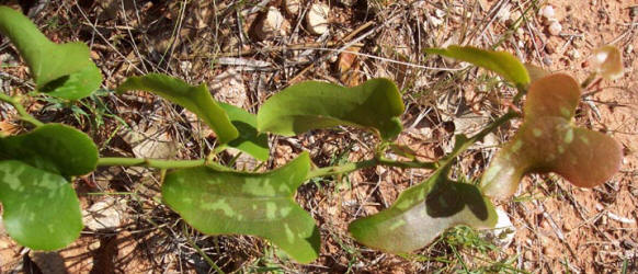 Saw Greenbrier, Smilex bona-nox