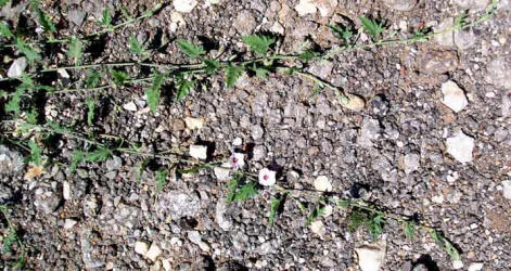 Texas Bindweed, Convolvulus equitans (2)