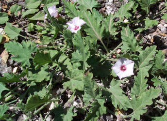 Texas Bindweed, Convolvulus equitans (3)