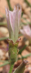 Texas Bindweed, Convolvulus equitans (5)