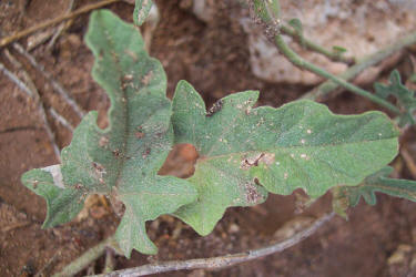 Texas Bindweed, Convolvulus equitans (7)