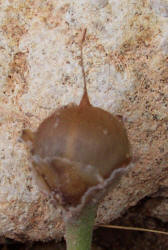 Texas Bindweed, Convolvulus equitans (8)