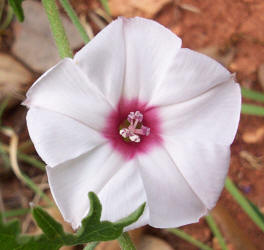 Texas Bindweed, Convolvulus equitans