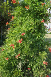 Trumpet Vine, Campsis radicans (1)