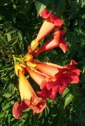 Trumpet Vine, Campsis radicans