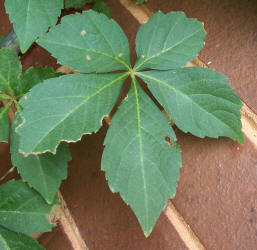 Virginia Creeper, Parthenocissus quinquefolia (1)