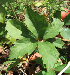 Virginia Creeper, Parthenocissus quinquefolia (5)