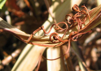 Virginia Creeper, Parthenocissus quinquefolia (7)