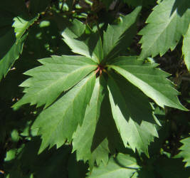 Virginia Creeper, Parthenocissus quinquefolia, Dolly