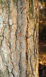 Virginia Creeper, Parthenocissus quinquefolia, KO