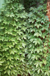 Virginia Creeper, Parthenocissus quinquefolia