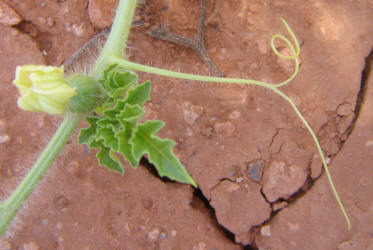 Watermellon, Citrullus lanatus (3)