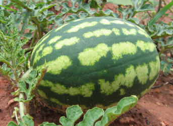 Watermellon, Citrullus lanatus (9)