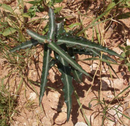 Wavyleaf Twistvine, Funastrum crispum, A (1)