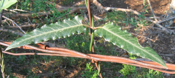 Wavyleaf Twistvine, Funastrum crispum, A (13)