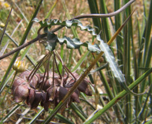 Wavyleaf Twistvine, Funastrum crispum, A (4)