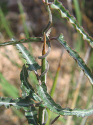 Wavyleaf Twistvine, Funastrum crispum, A (8)