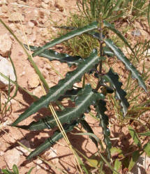 Wavyleaf Twistvine, Funastrum crispum, A