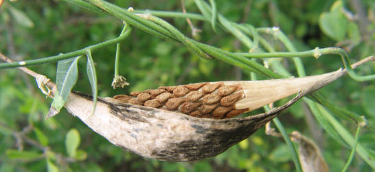 Wavyleaf Twistvine, Funastrum crispum, B (1)