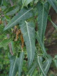 Wavyleaf Twistvine, Funastrum crispum, B (3)