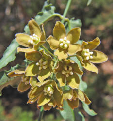 Wavyleaf Twistvine, Funastrum crispum, C