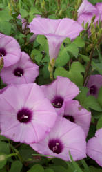 Wild Morning Glory, Ipomoea cordatotriloba (2)