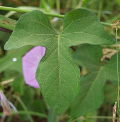 Wild Morning Glory, Ipomoea cordatotriloba (4)