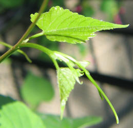 zv 1, grape, Vitis sp, mom (2)