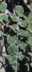 Cochise Scaly Cloak Fern, Astrolepis cochisensis (2)