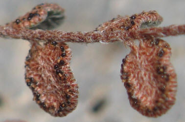 Cochise Scaly Cloak Fern, Astrolepis cochisensis (3)