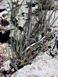 Cochise Scaly Cloak Fern, Astrolepis cochisensis