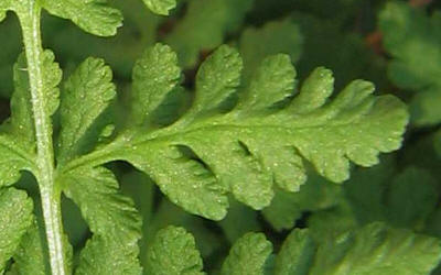 Common Woodsia, Woodsia obtusa, VZ (1)