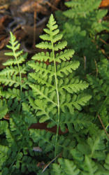 Common Woodsia, Woodsia obtusa, VZ