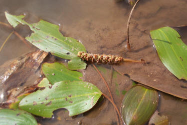 Long-leaf Pondweed, Potamogeton nodosus (2)