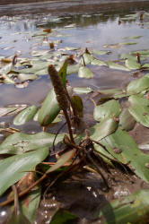 Long-leaf Pondweed, Potamogeton nodosus (3)