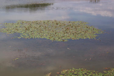 Long-leaf Pondweed, Potamogeton nodosus (4)