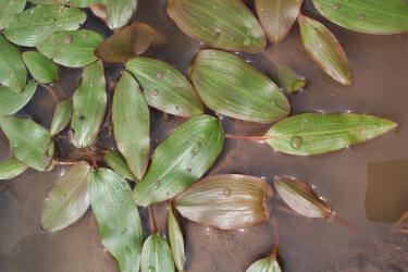 Long-leaf Pondweed, Potamogeton nodosus