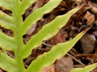 Netted Chain Fern, Woodwardia areolata, KO (1)