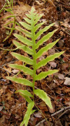 Netted Chain Fern, Woodwardia areolata, KO