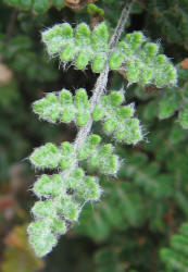 Slender Lip Fern, Cheilanthes feei (1)