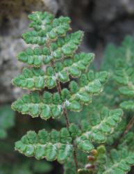 Slender Lip Fern, Cheilanthes feei (3)