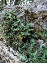 Slender Lip Fern, Cheilanthes feei