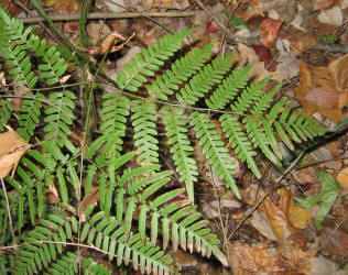 Western Bracken Fern, Pteridium aquilinum, KO (1)