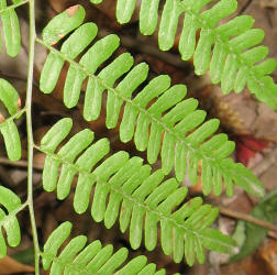 Western Bracken Fern, Pteridium aquilinum, KO (3)