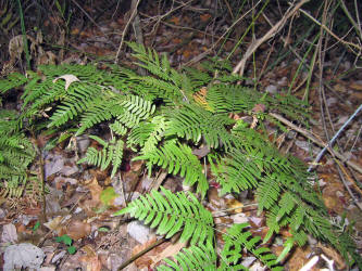 Western Bracken Fern, Pteridium aquilinum, KO