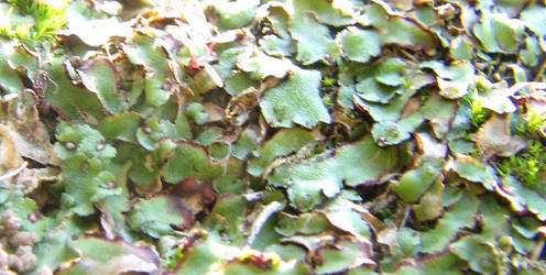 za 1, Liverwort, Asterella sp, VZ