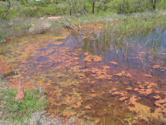 za 5 algae in pond